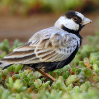 Black-crowned Sparrow-Lark